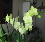 orchidee 9 016.JPG