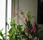 orchidee 9 012.JPG