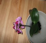orchidee 9 007.JPG
