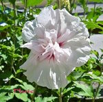 Copie de Hibiscus  2167.JPG