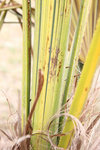 palmier-malade-600-pix2.jpg