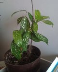 IMAG0228.jpg