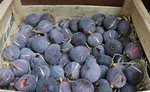 figues.jpg