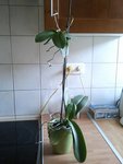 Orchidée complète