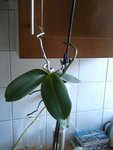 Keiki