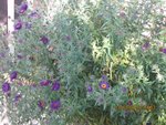 2012-09-18 aster _Marina Wolkonski x.jpg