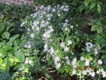 2012-09-18 aster ageratoïde asran x.jpg