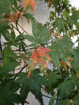 Certaines feuilles jaunissent/rougissent et tombent