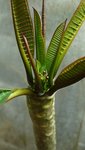 plumeria bouture.jpg