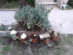 plante grasse.jpg