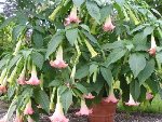 Brugmansia.jpg