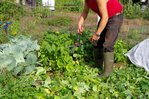 Couper_les_haricots.JPG