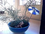 je ne connait pas le non de cette plante