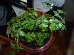 P1020551.JPG