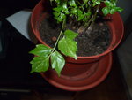 P1020550.JPG