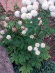 boule blanche.jpg