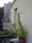 mon beau framboisier