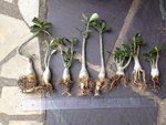 famille adenium.jpg