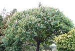 Arbre inconnu 2.jpg