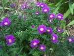 Aster Septembre 012  F.JPG