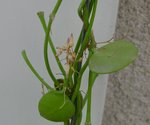 wplante1.jpg