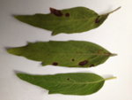 caryoptéris5.jpg