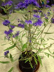 caryoptéris6.jpg