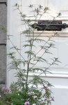 La plante