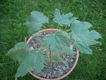 plante inconnue 741petit.JPG