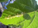 Figuier et Laurier Juillet 2008 004.jpg