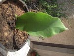 Bonjour<br />Pourriez vous m'aider à identifier le nom de cette plante qui fait des fleurs comme l'hibiscus<br /><br />en vous remerciant<br /><br />cordialement