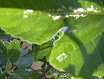 Figuier et Laurier Juillet 2008 005.jpg