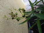 Figuier et Laurier Juillet 2008 006.jpg