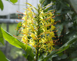 hedychium gar_ETE5870_61.JPG