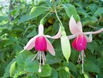 Fuchsia 'cascade'