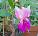 Fuchsia double,la dernière fleur