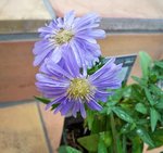 Aster bleu pâle