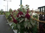2012-09-23 12-1.34.37b.jpg