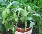 Kalanchoe 001.jpg