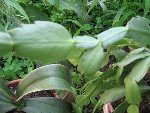 Kalanchoe 002.jpg