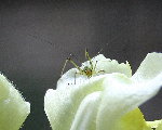 IMG_4146.JPG