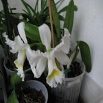 IMG_0860a.jpg