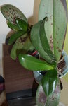 P1060043_opt (5).jpg