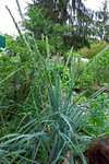 IMG_0469webmodifié-1.jpg