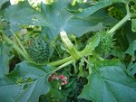 Plante avec des bogues piquantes et des fleurs blanches