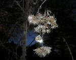 gic-automne00537_gd.jpg