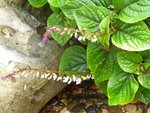 P1000644.jpg