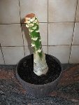 ～ IMG_0452.JPG