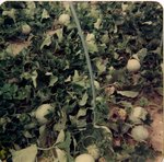 Melons 1 1976 (3).jpg