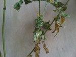 IMG00392-20121004-1413.jpg